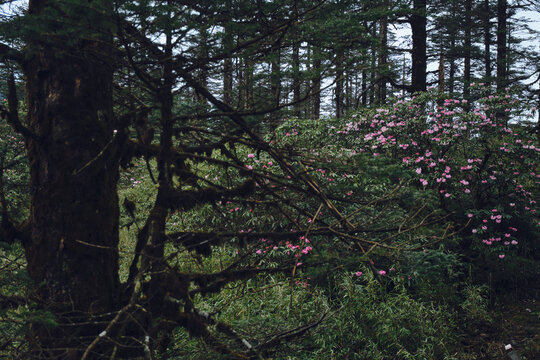 瓦屋山高山杜鹃