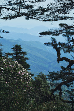 瓦屋山高山杜鹃