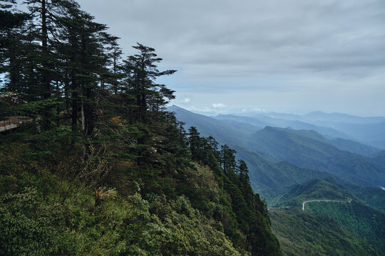 瓦屋山高山杜鹃