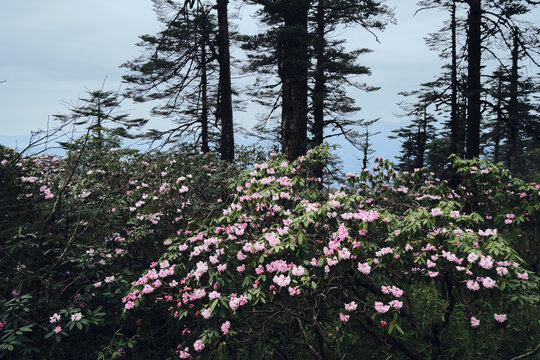 瓦屋山高山杜鹃