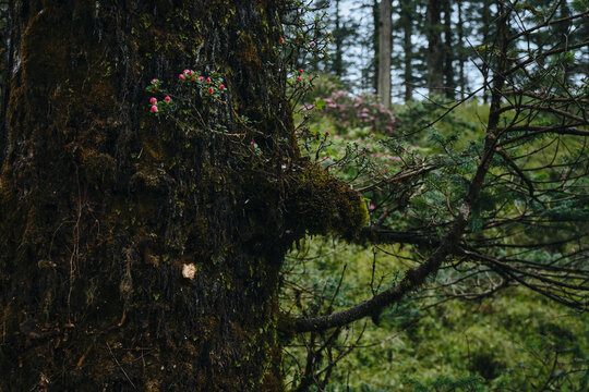 瓦屋山寄生杜鹃