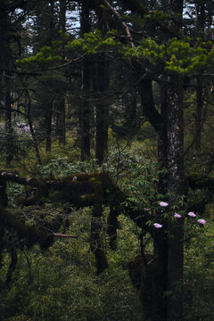 瓦屋山寄生杜鹃