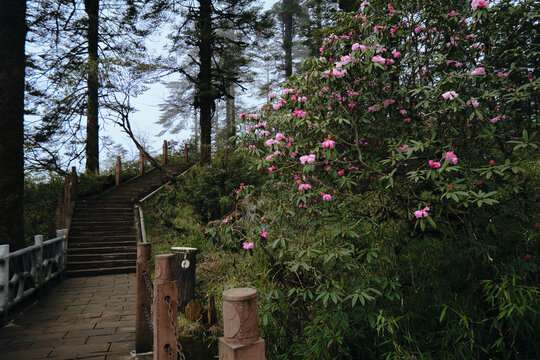 瓦屋山高山杜鹃