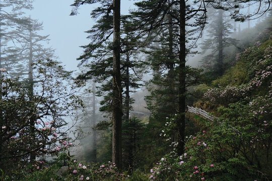 瓦屋山高山杜鹃