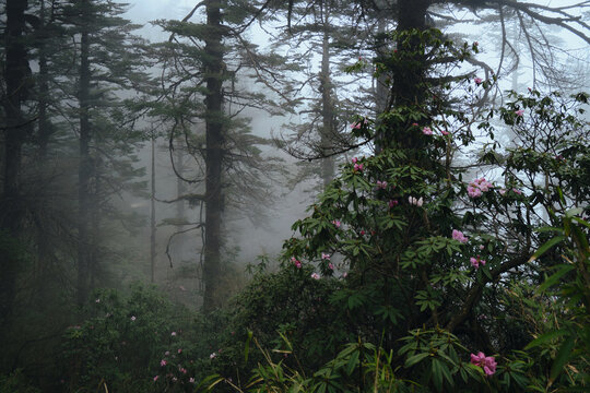 瓦屋山高山杜鹃