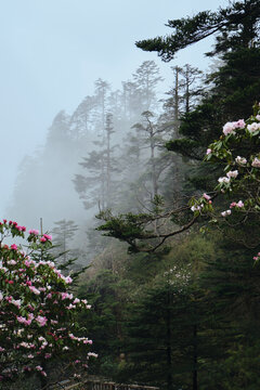 瓦屋山高山杜鹃