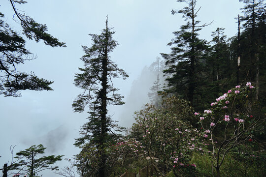 瓦屋山高山杜鹃