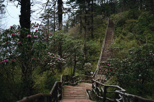 瓦屋山高山杜鹃