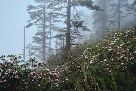 瓦屋山高山杜鹃