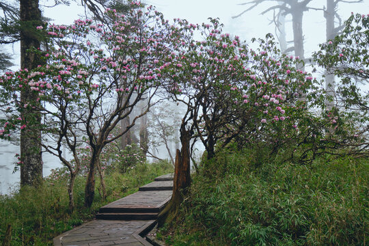 瓦屋山高山杜鹃