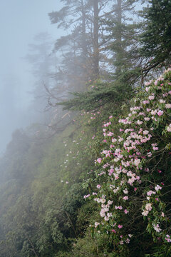 瓦屋山高山杜鹃