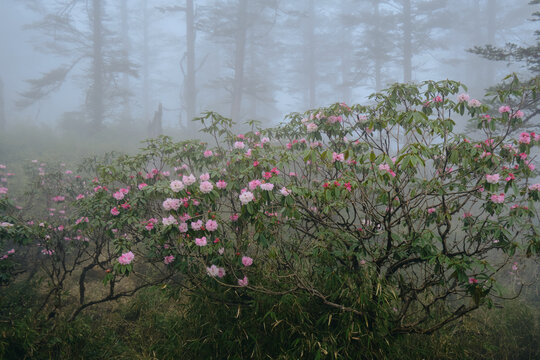 瓦屋山高山杜鹃