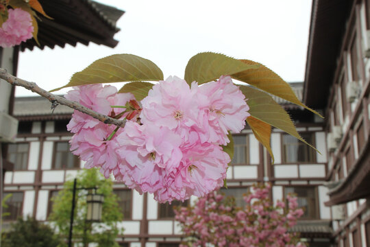 寺院樱花