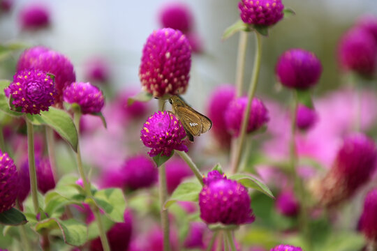 美丽的红花引来蝴蝶