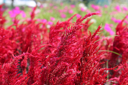 植物花卉