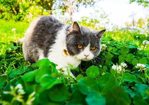 小猫咪