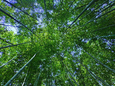 竹林深处