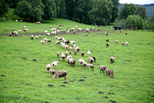 牛羊牧场风景