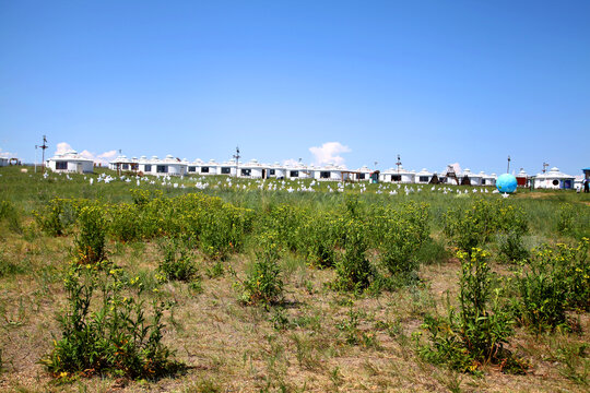 巴尔虎草原