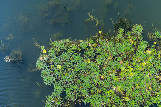 水生植物菱角苗