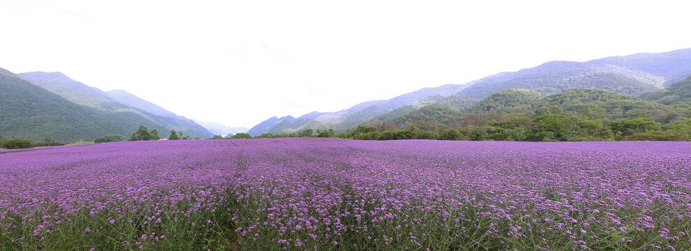 马鞭草花海