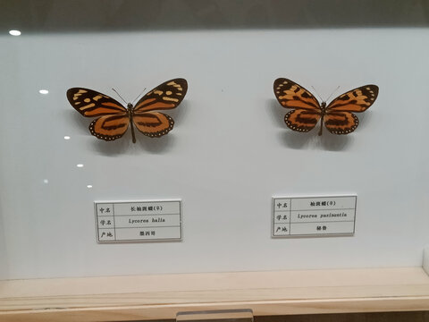 长袖斑蝶