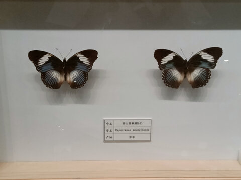 高山斑蛱蝶