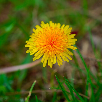 小菊花