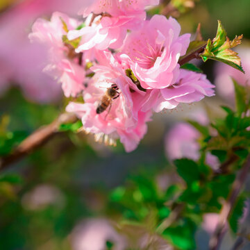 粉色月季花