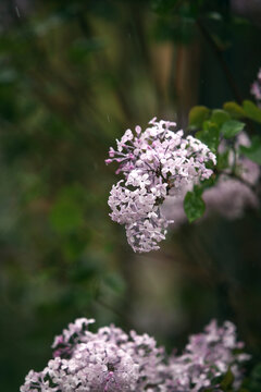 丁香花