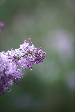 丁香花