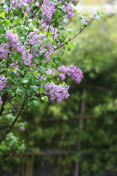 丁香花