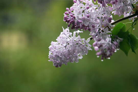 丁香花