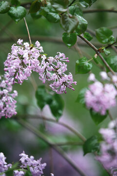 丁香花