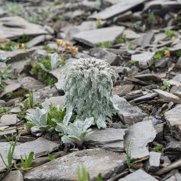 高原植物雪兔子特写