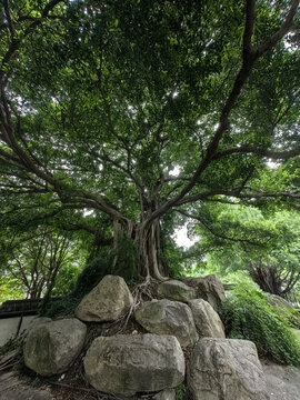 百年榕树