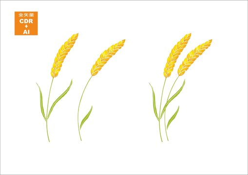 金黃麥穗插畫