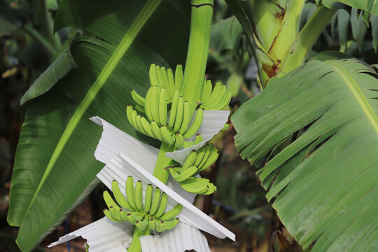 香蕉种植