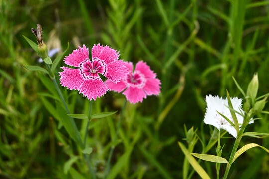 石竹花