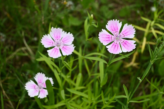 石竹花