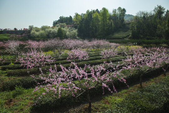 桃花盛开