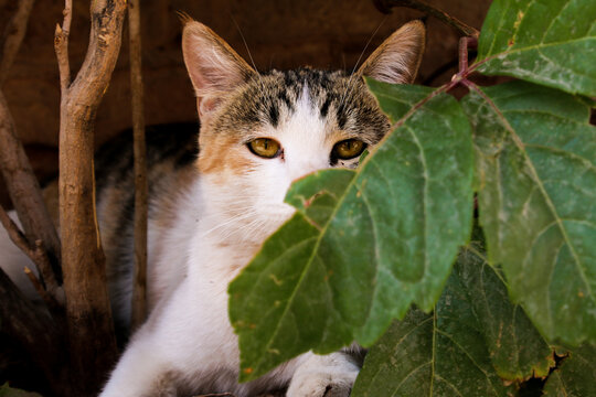 在躲猫猫的小猫