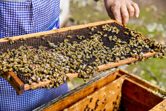 养蜂管理