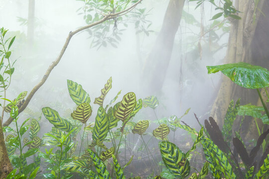 植物园绿野仙踪