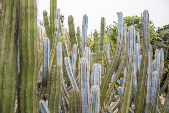 植物园仙人柱