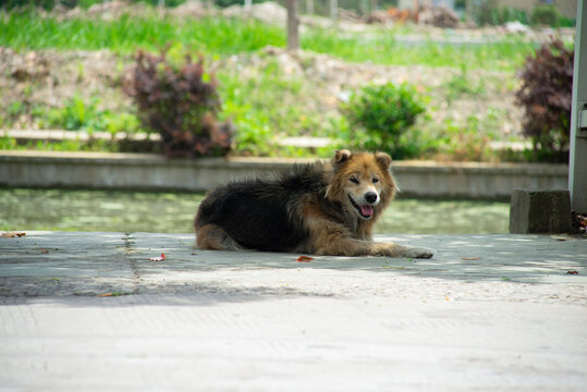 柯利犬