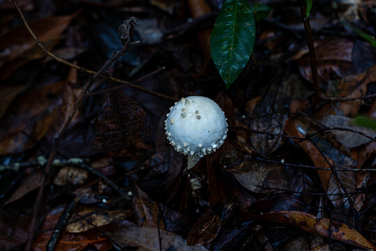 雨后野外生长的蘑菇
