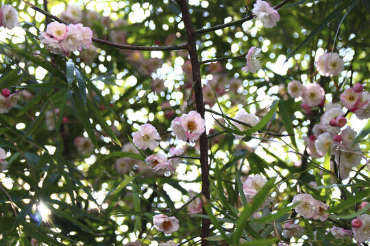 粉色梅花和绿色竹叶