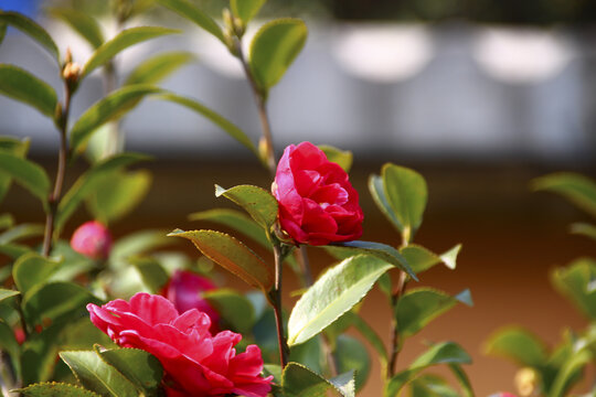 山茶花微距特写