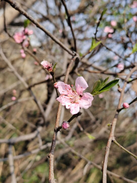 桃花